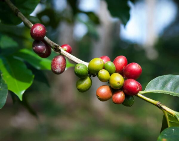 finlays-coffee-cherries-branch-scaled